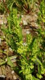 Rumex maritimus. Верхушка цветущего побега. Хабаровский край, г. Комсомольск-на-Амуре, зарастающий карьер. 15.08.2025.