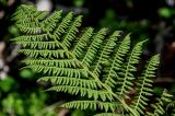 Athyrium filix-femina