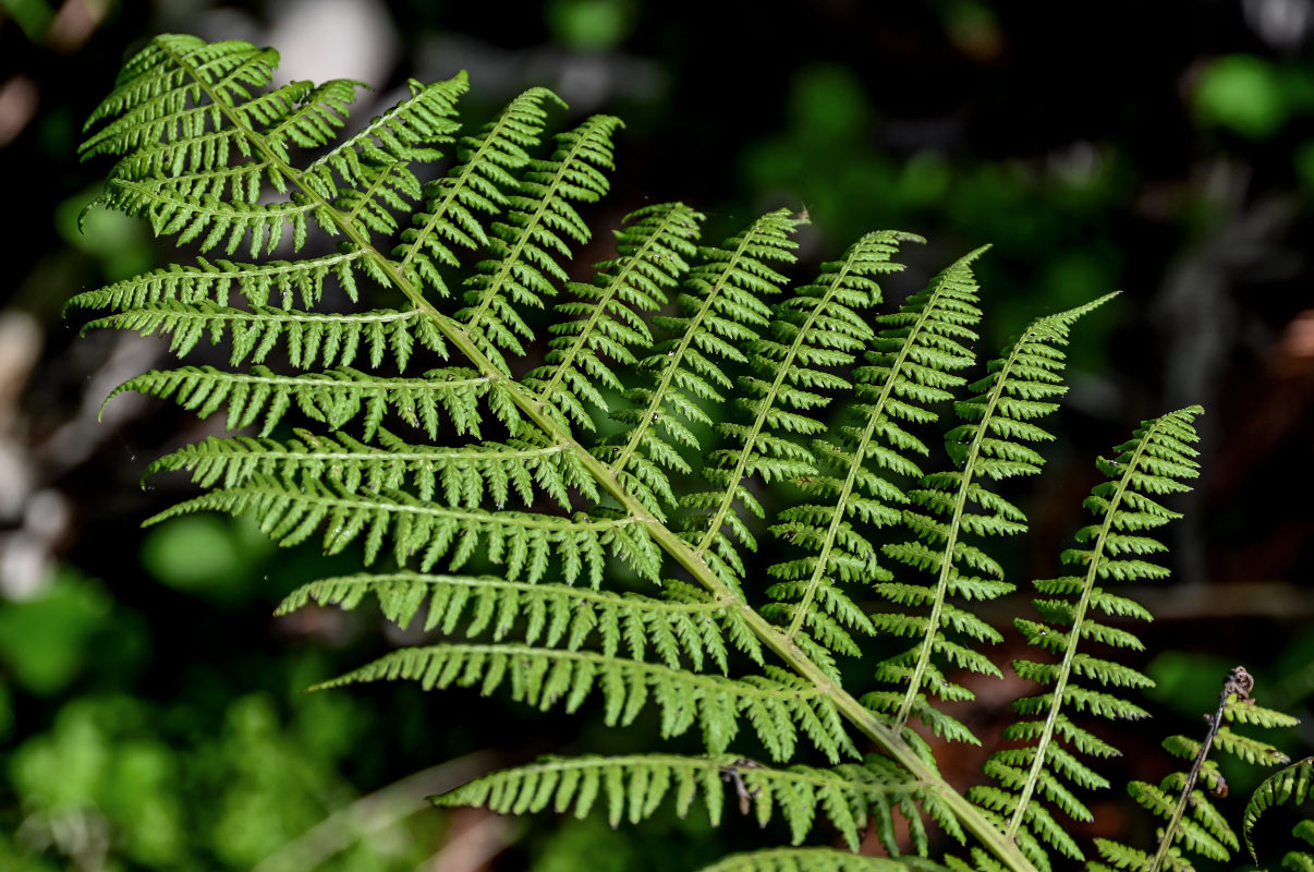 Изображение особи Athyrium filix-femina.