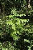 Fraxinus excelsior. Молодое растение. Санкт-Петербург, Старый Петергоф, парк «Собственная дача», край зарастающей деревьями поляны. 28.09.2025.