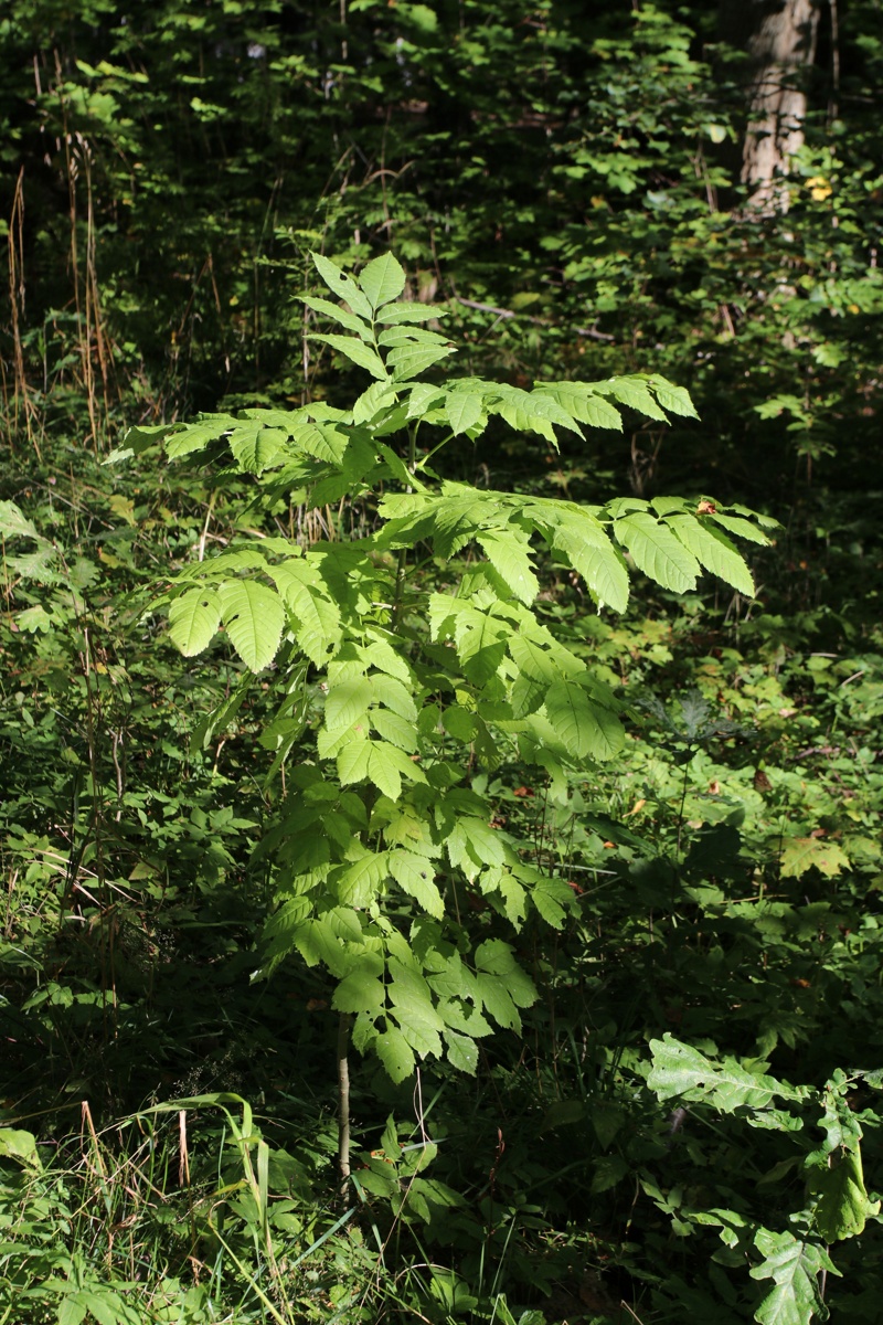 Изображение особи Fraxinus excelsior.