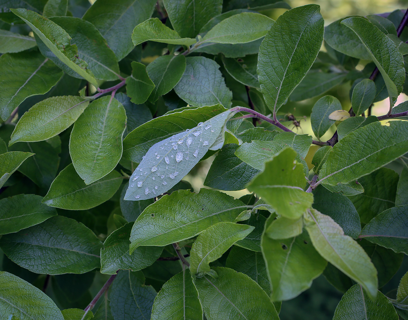 Image of genus Salix specimen.