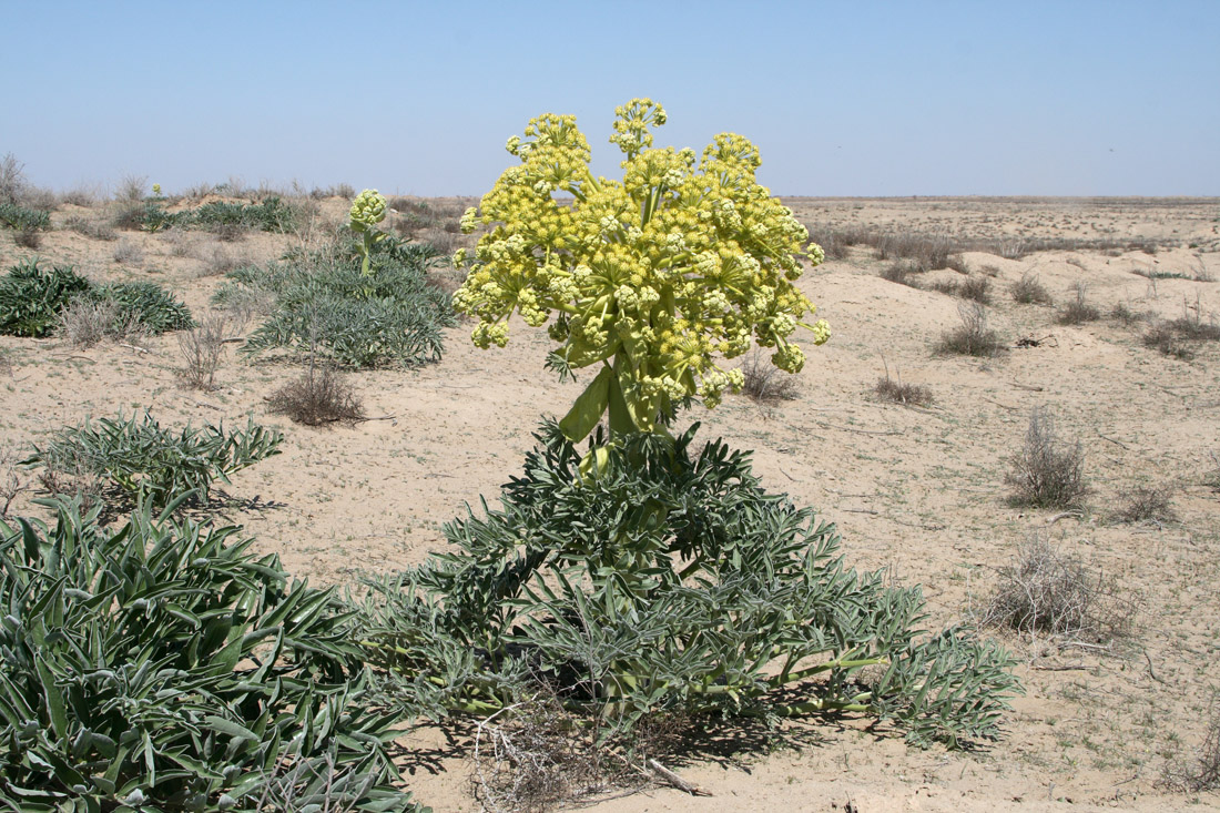 Image of Ferula foetida specimen.