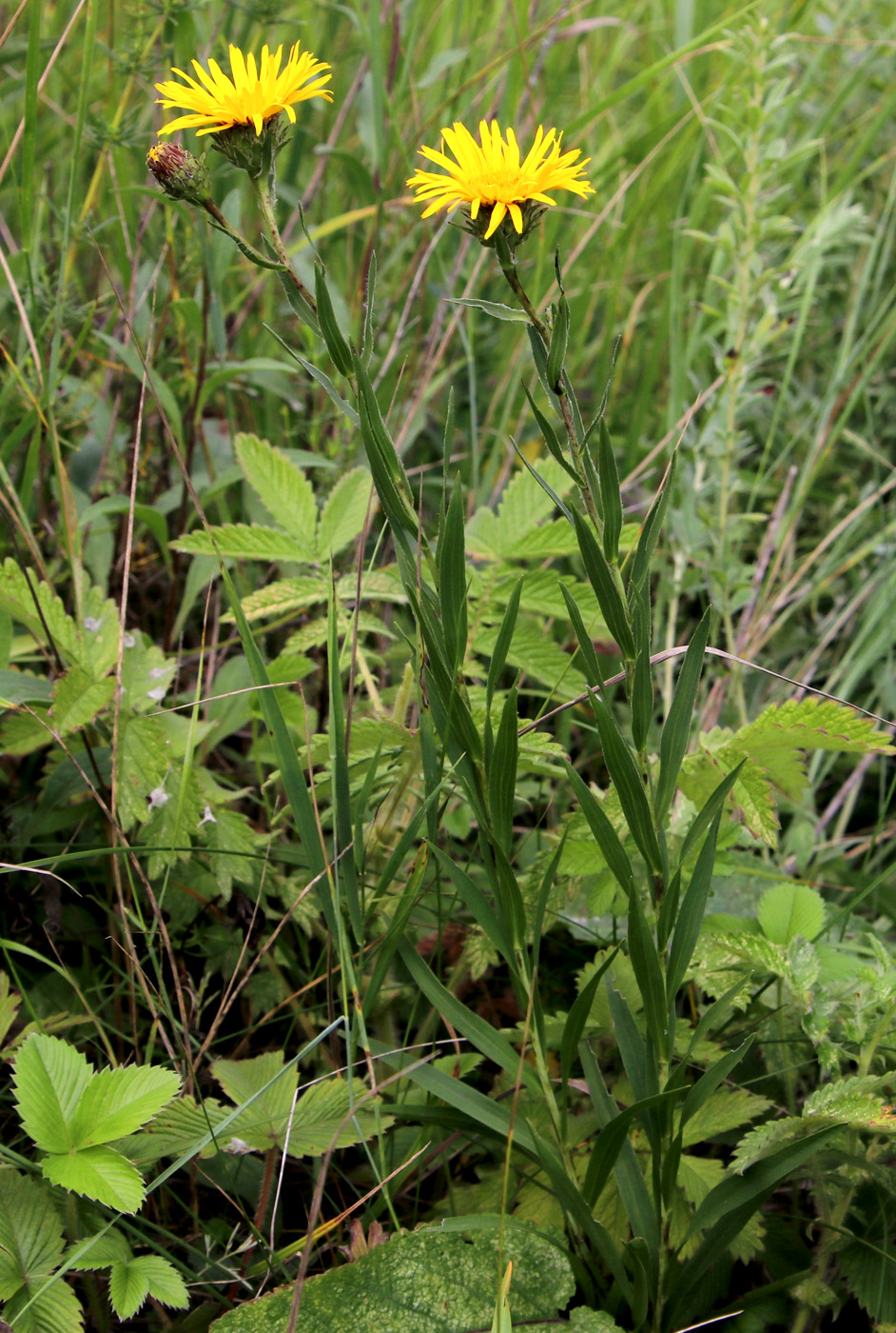 Image of Inula ensifolia specimen.