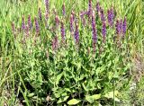 Salvia nemorosa. Цветущее растение. Белгородская обл., Ракитянский р-н, Венгеровское сельское поселение, хут. Донцов; дол. р. Пена, вершина крутого склона южной экспозиции. 13 июня 2021 г.