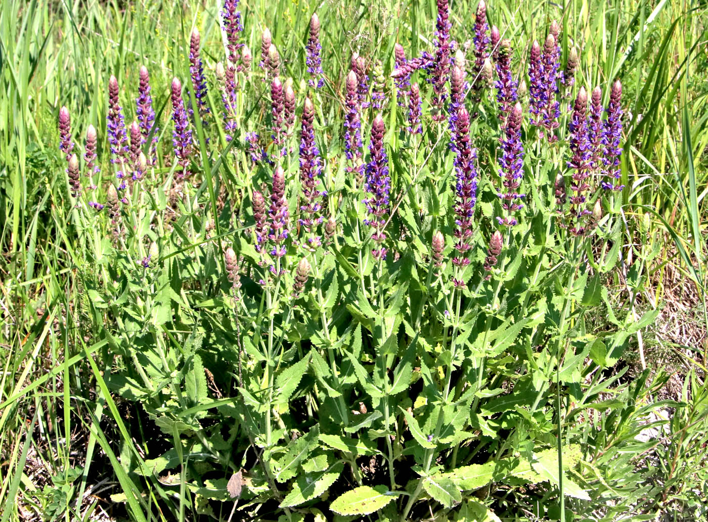 Изображение особи Salvia nemorosa.