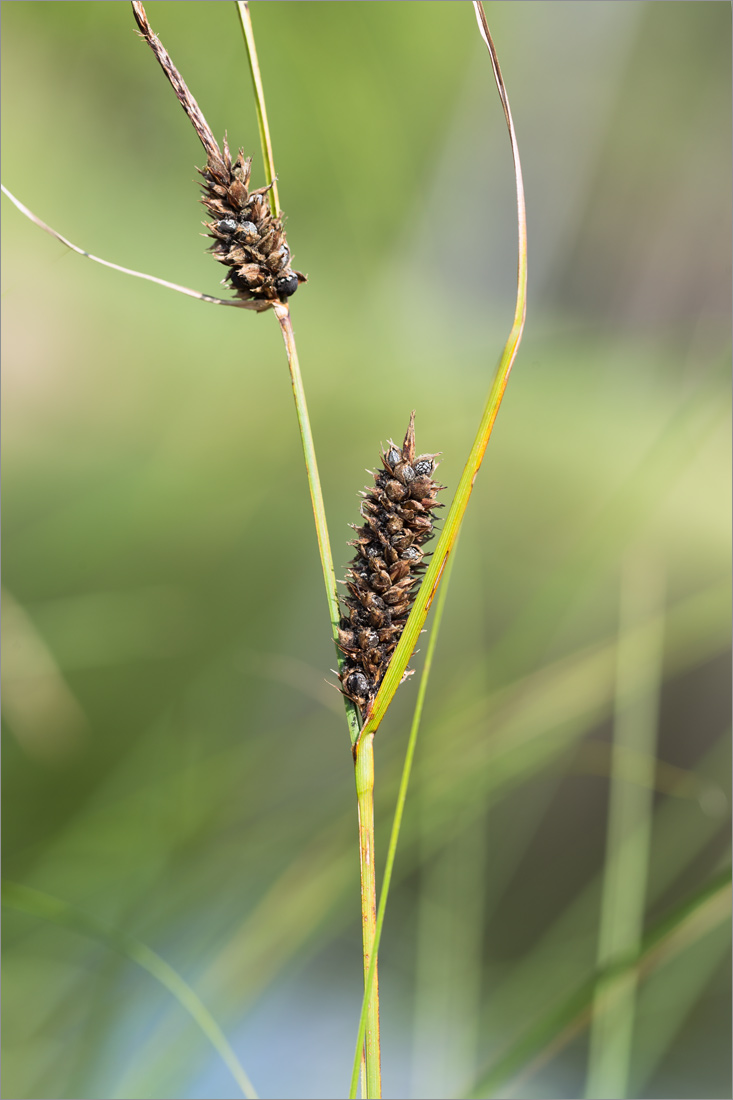 Изображение особи род Carex.