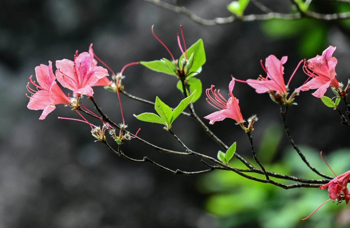 Image of Rhododendron kaempferi specimen.