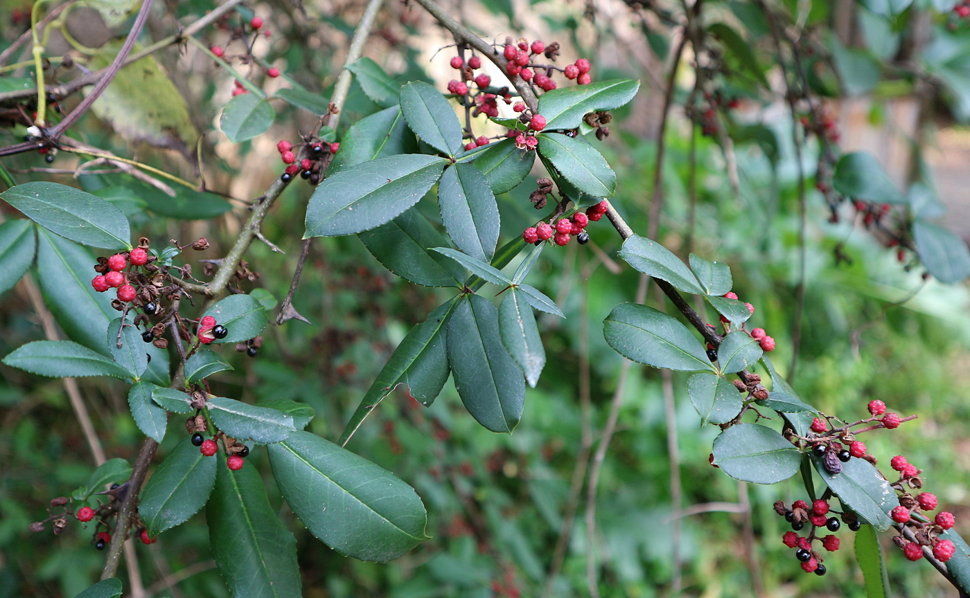 Image of Zanthoxylum simulans specimen.