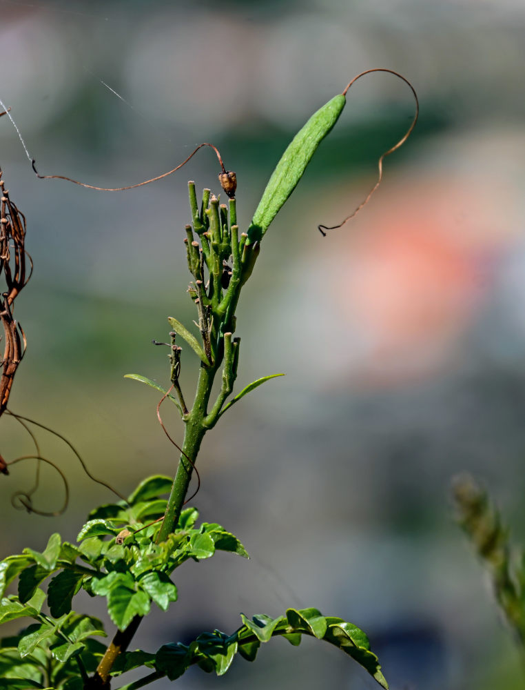 Image of Tecomaria capensis specimen.