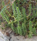 Image of taxon representative. Author is Григорий Токарев