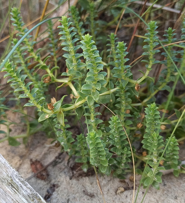 Image of Honckenya peploides specimen.