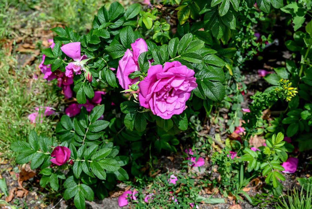Image of Rosa rugosa specimen.