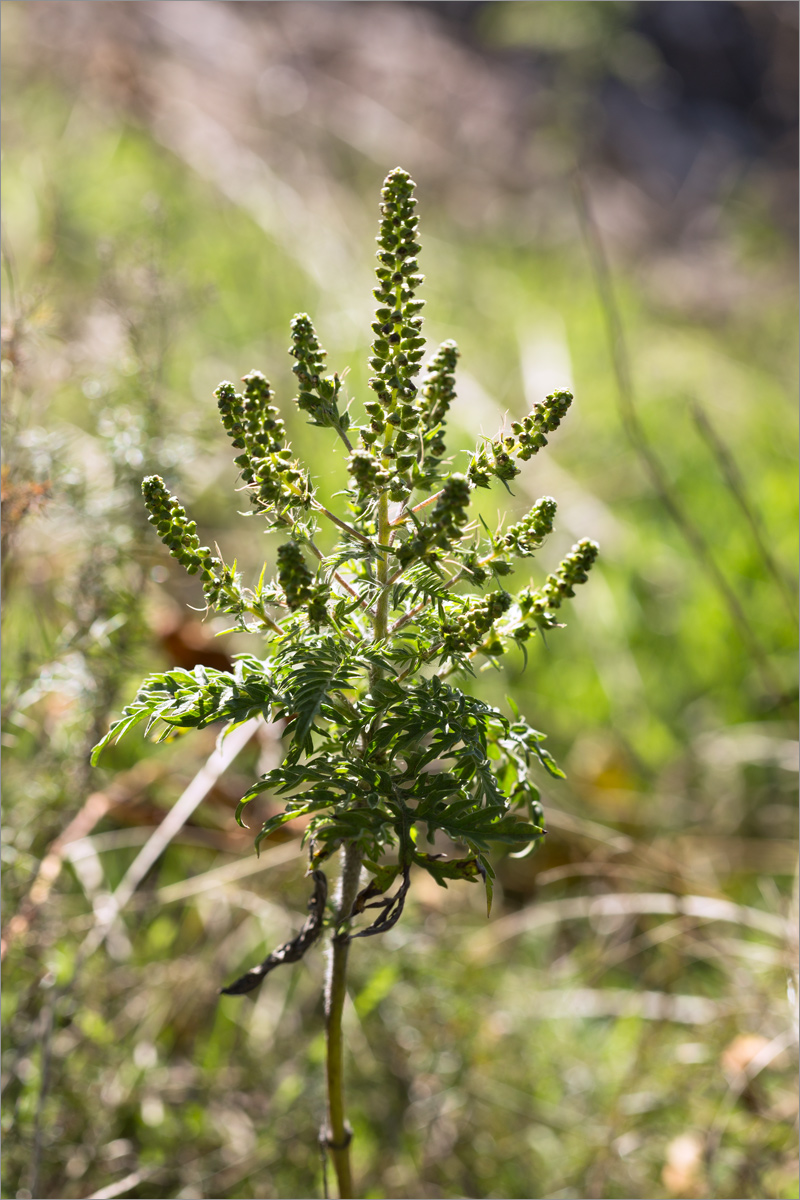 Image of Ambrosia artemisiifolia specimen.