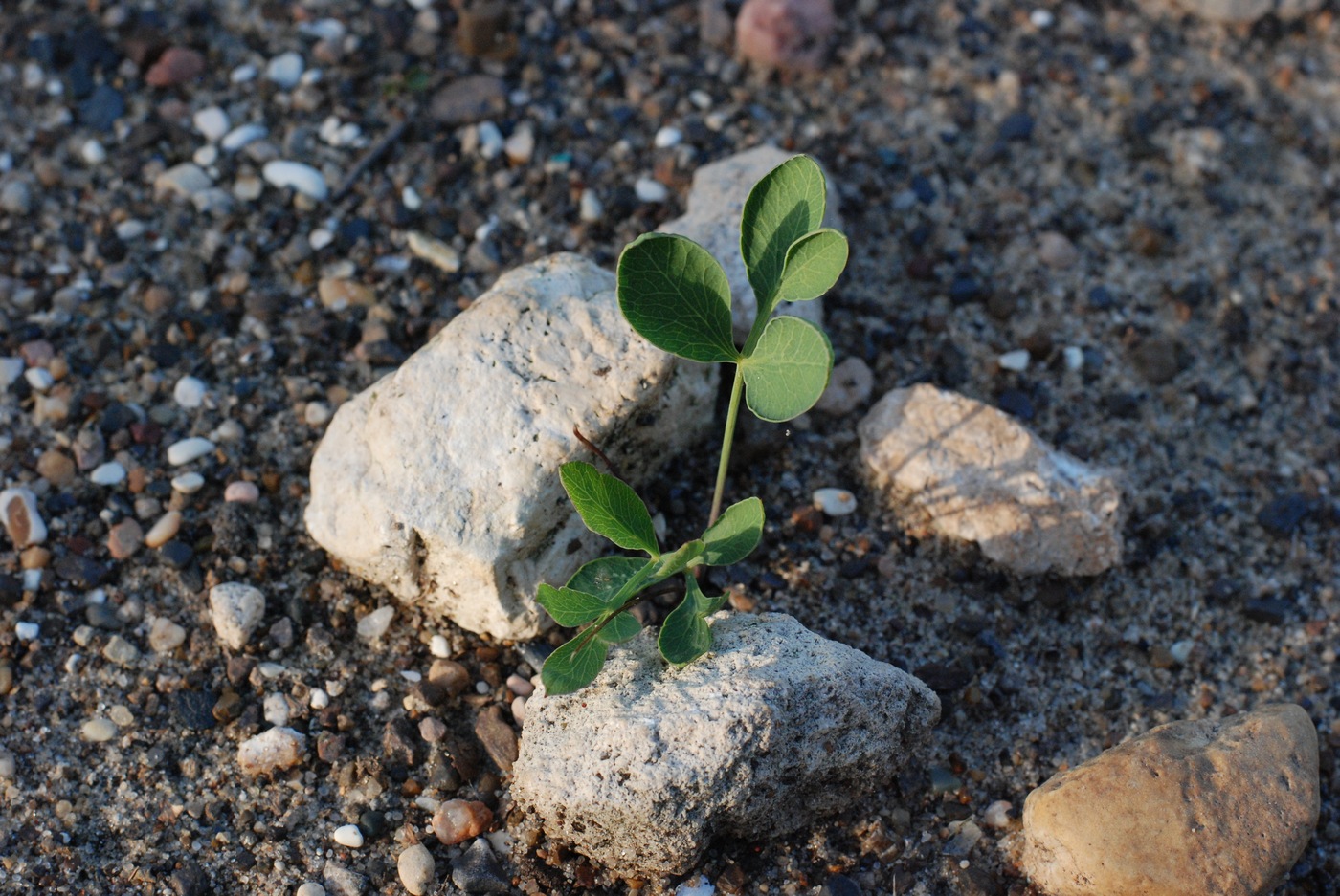 Image of Laserpitium siler specimen.
