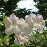 Rhododendron schlippenbachii. Соцветие. Приморский край, Уссурийский р-н, окр. с. Горнотаёжное. Горнотаёжный дендрарий ДВО РАН. 23 мая 2010 г.