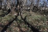 Galanthus plicatus. Цветущие растения. Крым, Севастополь, окр. с. Терновка, гора Шулдан-Бурун, шибляк. 09.03.2026.