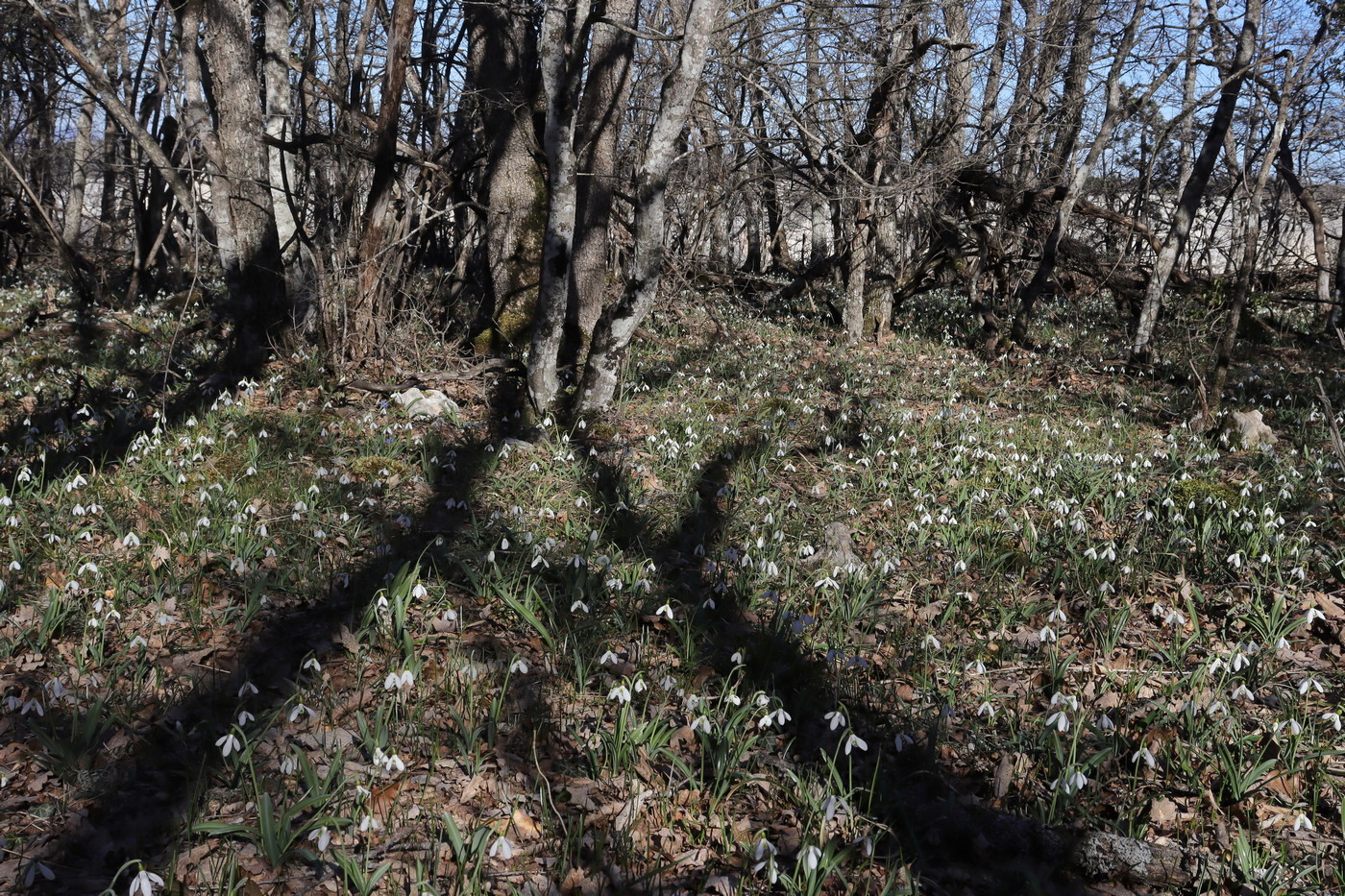 Изображение особи Galanthus plicatus.