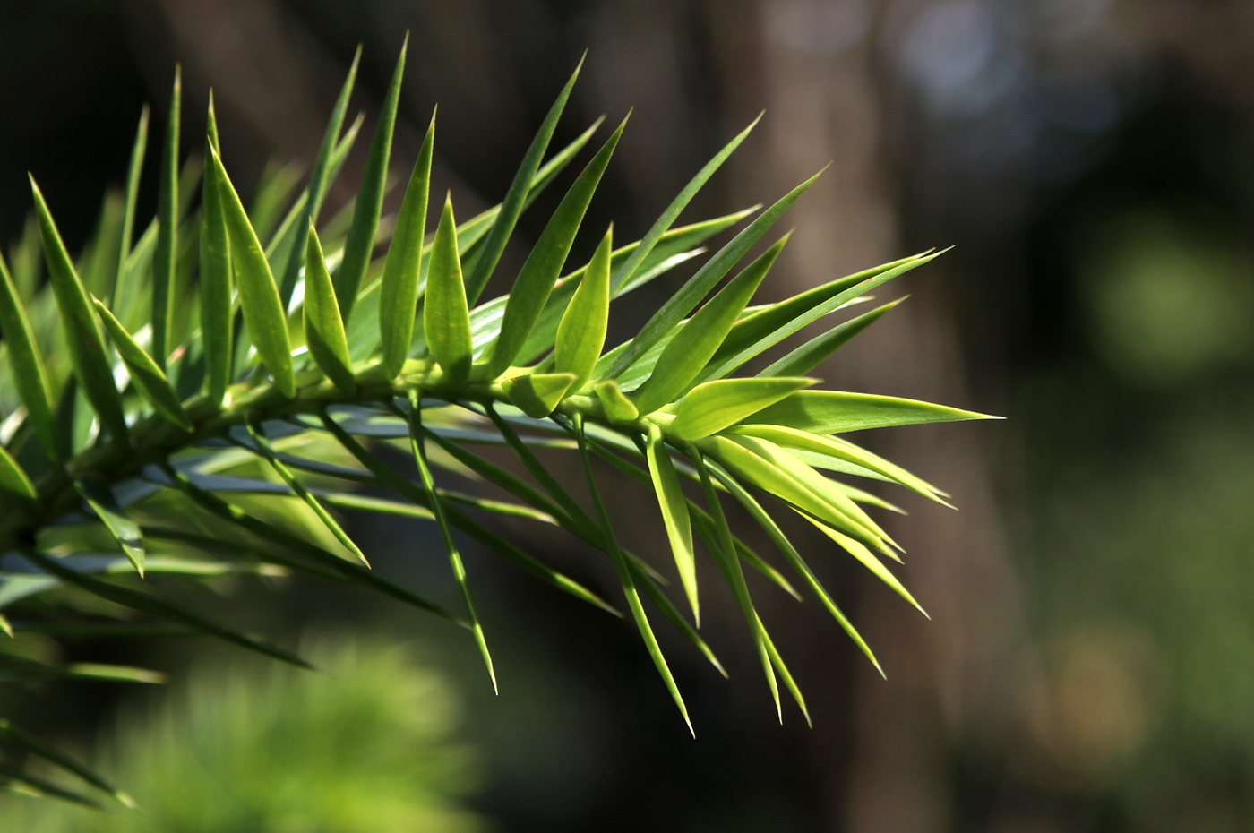Image of Araucaria angustifolia specimen.