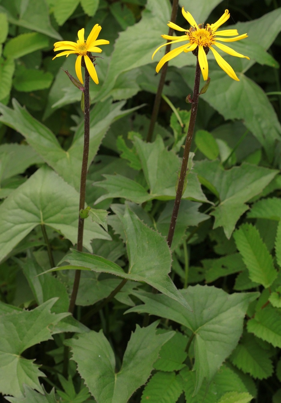 Изображение особи Ligularia jamesii.