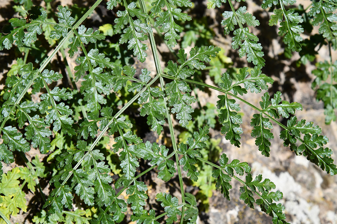 Image of Ferula samarkandica specimen.