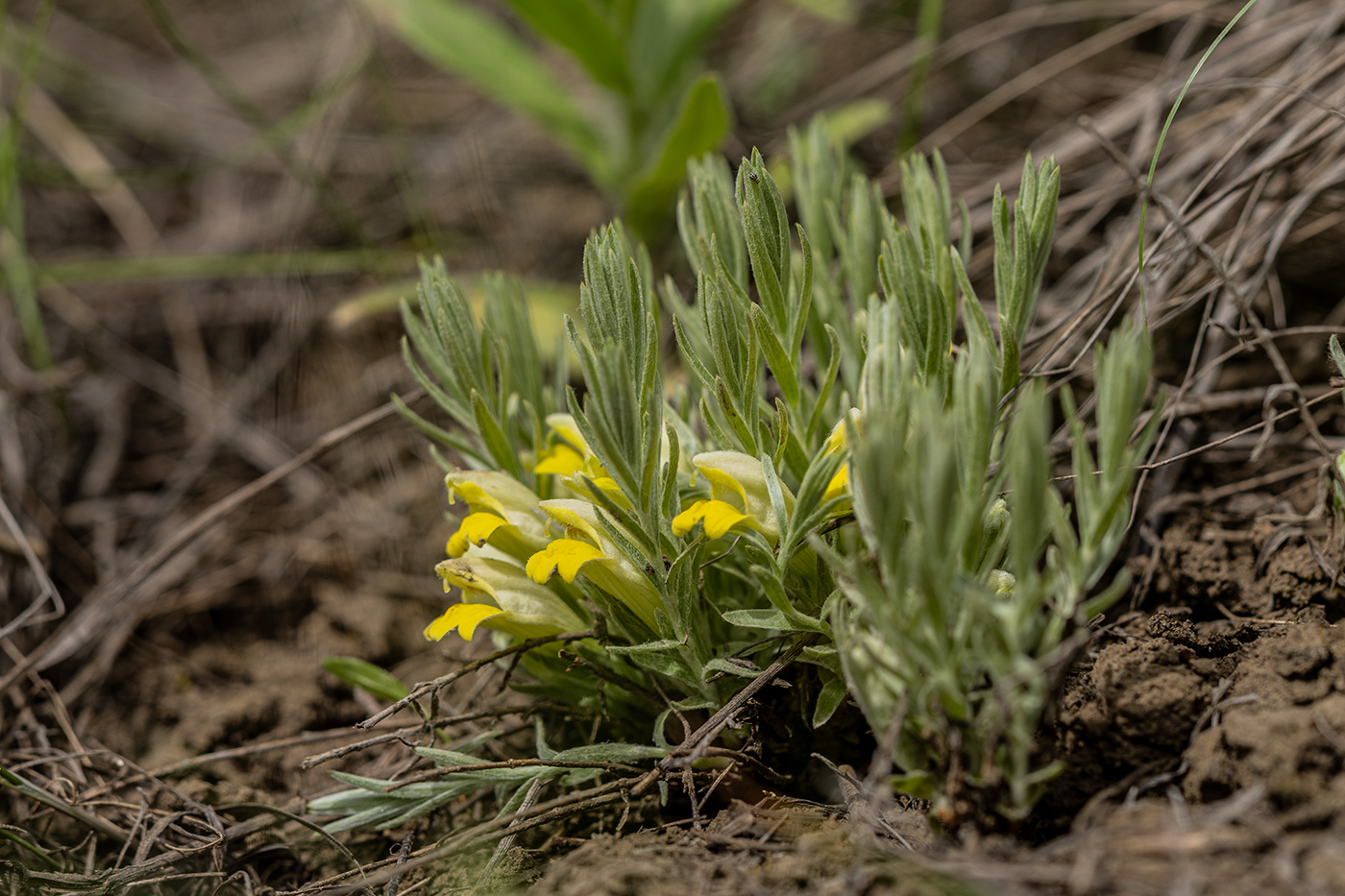 Изображение особи Cymbochasma borysthenica.