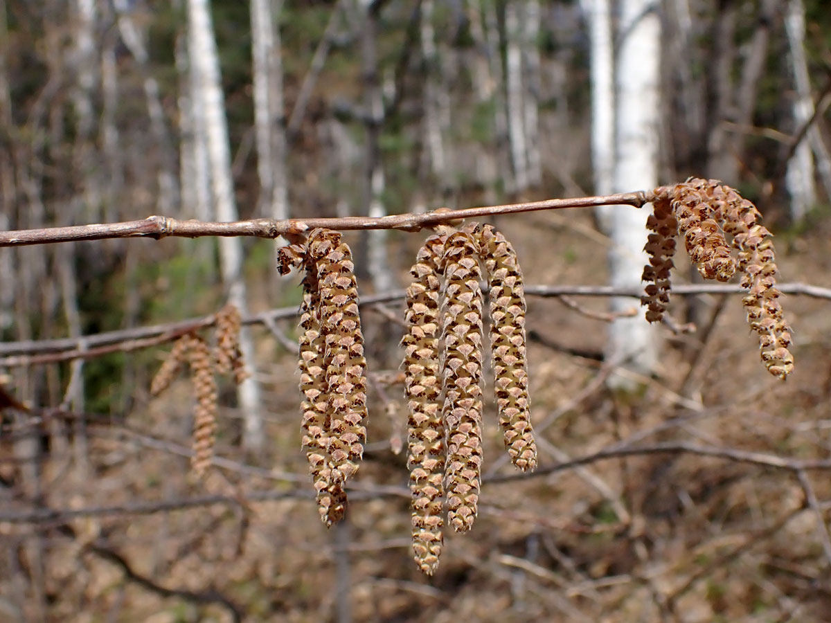 Image of Corylus mandshurica specimen.