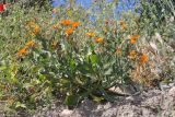 Calendula arvensis. Цветущее растение. Крым, Южный берег, пос. Симеиз, пустырь. 23.05.2026.