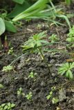 genus Eranthis. Плодоносящее растение. Санкт-Петербург, Кировский р-н, двор жилого дома, цветник. 19.05.2026.