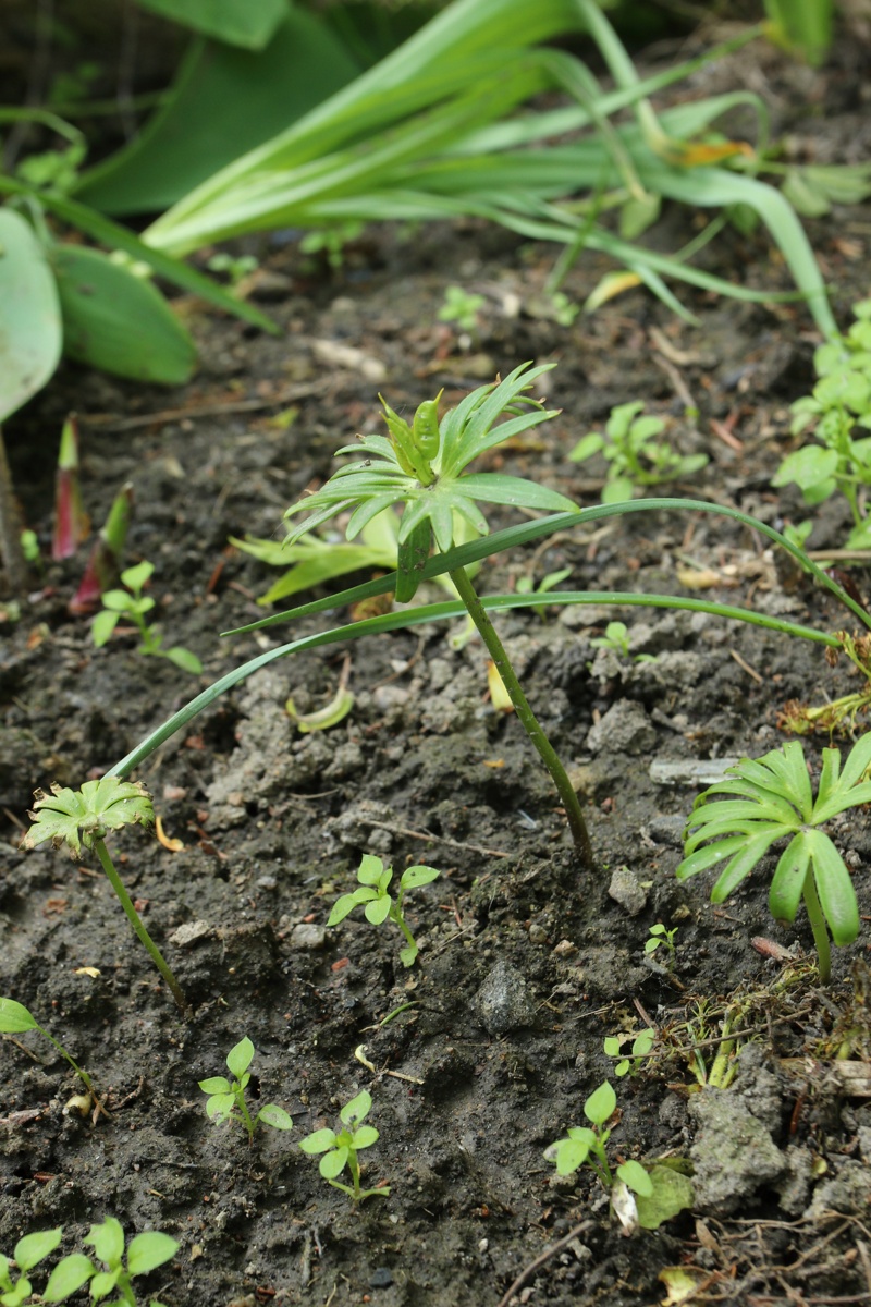 Image of genus Eranthis specimen.