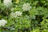 Coelopleurum gmelinii. Верхушка цветущего растения. Приморский край, Лазовский р-н, Лазовский запов., берег бухты Просёлочная, нижняя часть склона у моря. 13.06.2026.