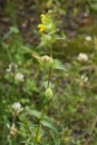 Rhinanthus groenlandicus. Верхняя часть цветущего растения. Окрестности Мурманска, 20.08.2008.