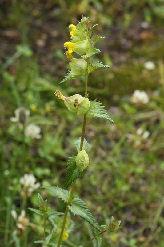 Image of Rhinanthus groenlandicus specimen.