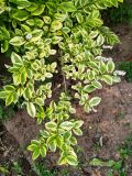 Ligustrum ovalifolium. Ветвь с соцветиями. Волгоград, Красноармейский р-н, пос. 1-3, палисадник. 23.06.2026.