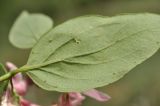 Lonicera tatarica. Лист (вид на абаксиальную поверхность). г. Симферополь, окр. мкр-на Пневматика, обочина лесной дороги в посадках Pinus pallasiana. 21.05.2026.