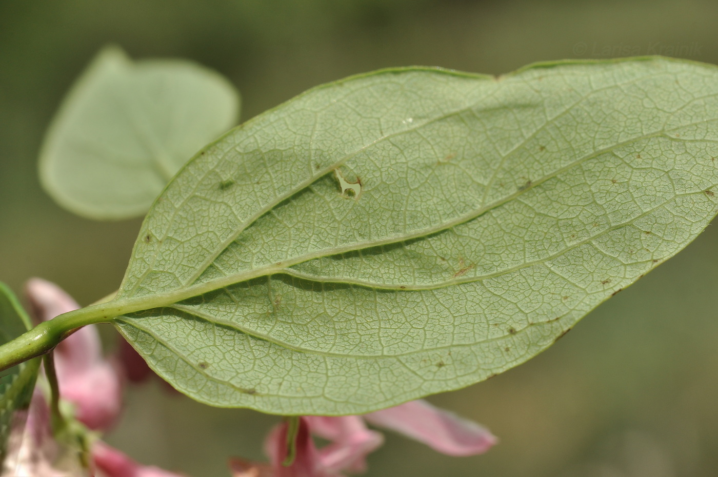 Изображение особи Lonicera tatarica.