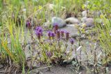 Prunella vulgaris