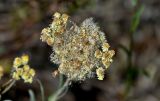 Смотреть изображение Helichrysum arenarium