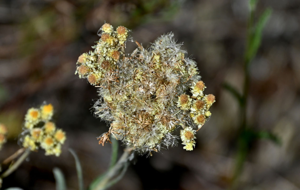 Изображение особи Helichrysum arenarium.