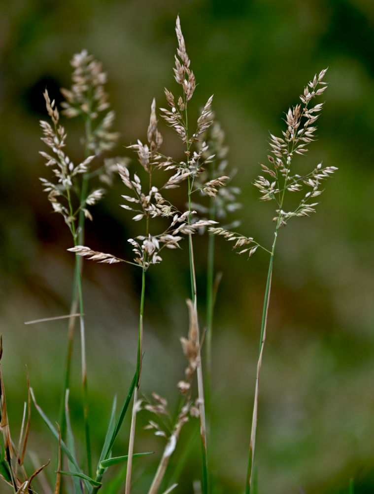 Image of genus Holcus specimen.