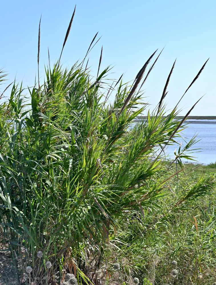 Изображение особи Arundo donax.