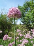 Allium robustum. Верхушка цветущего растения в популяции. Казахстан, Жетысуская обл., Алакольский р-н; сев.-вост. макросклон Джунгарского Алатау, дол. р. Жаманты (приток Кызылтал), пойма. 8 мая 2026 г.