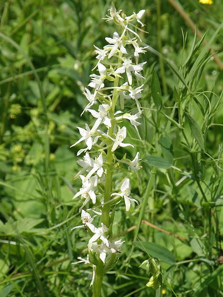 Изображение особи Platanthera bifolia.