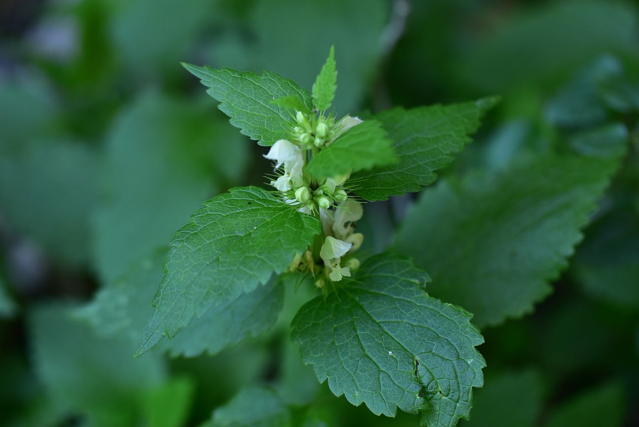 Image of Lamium album specimen.
