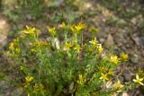 Hypericum scabrum. Верхушка цветущего растения. Турция, ил Артвин, р-н Юсуфели, 450 м ниже дер. Гюльпынар, выс. 1520 м н.у.м., каменистый склон. 13 июня 2026 г.