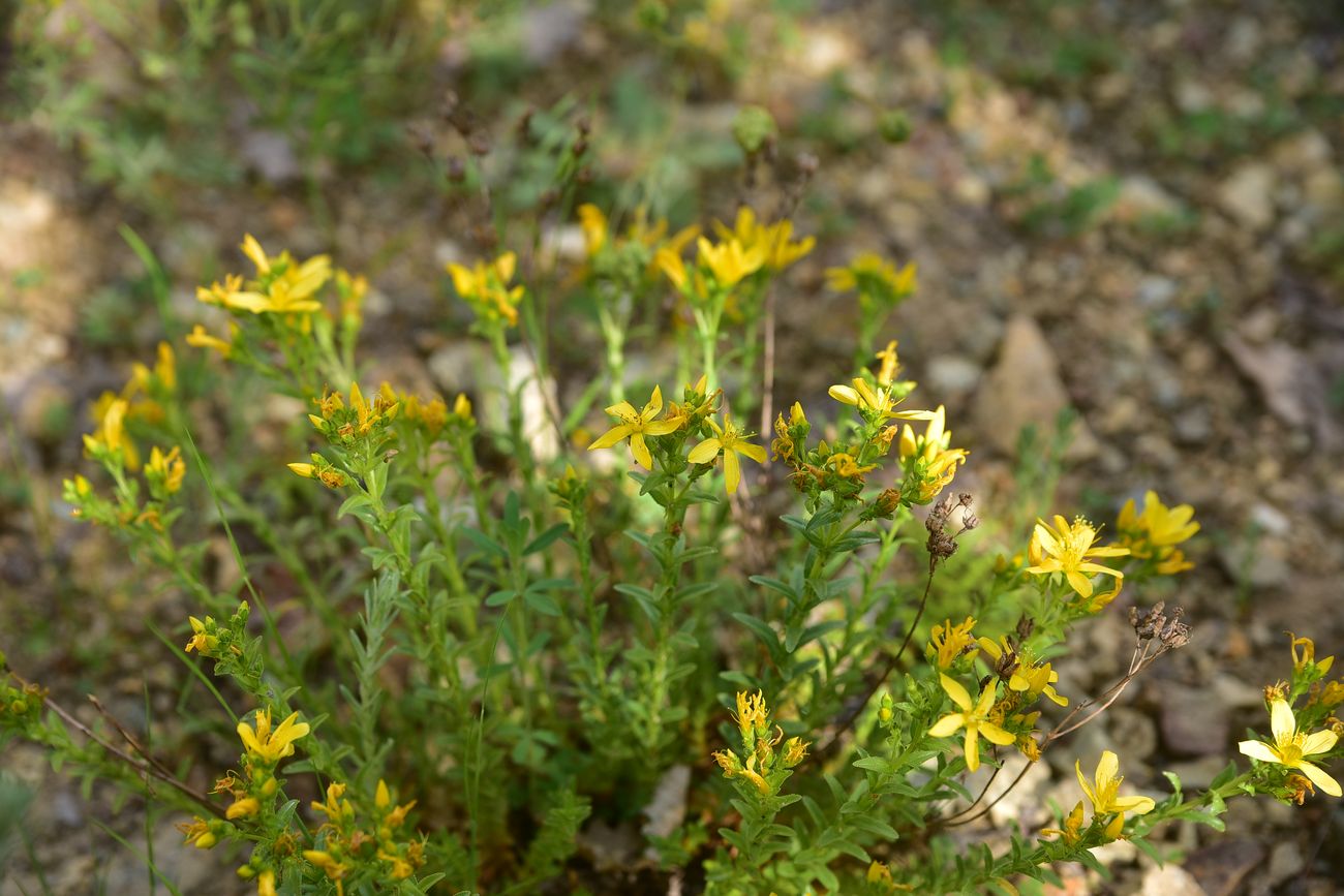 Image of Hypericum scabrum specimen.