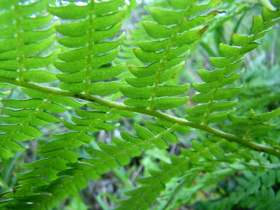 Image of Pteridium aquilinum specimen.
