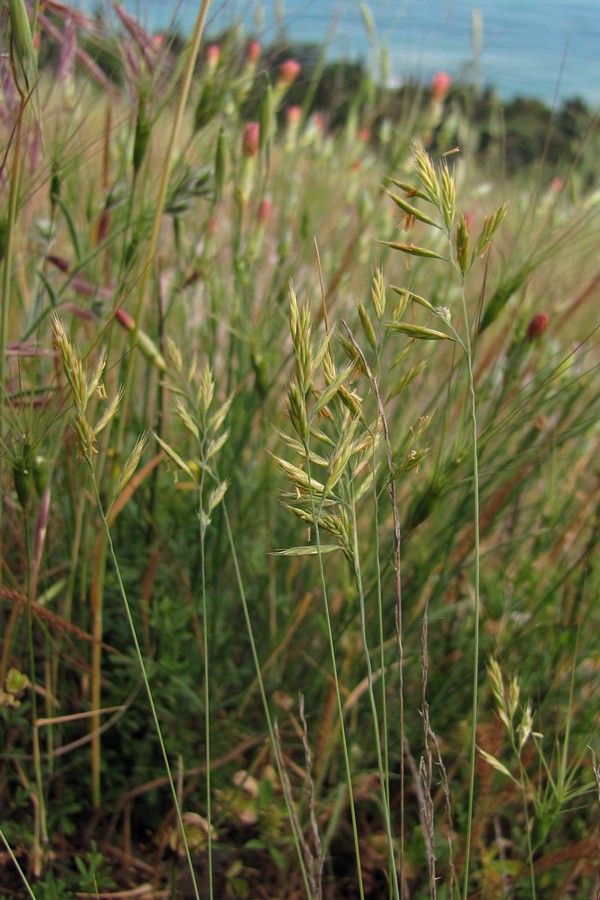 Image of Festuca callieri specimen.