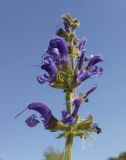 Salvia pratensis. Соцветие. Украина, Харьковский лес возле пгт Пятихатки. 30.05.2011.