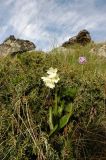 Primula ruprechtii. Цветущее растение. Северный склон Эльбруса, выс. 2570 м н.у.м. Середина июня 2011 г.